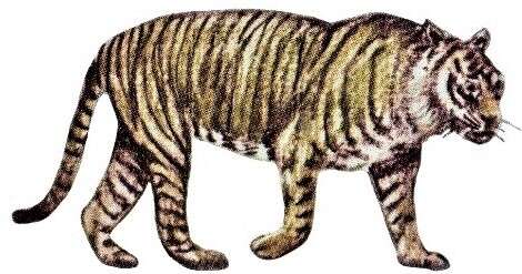 Image of Javan Tiger