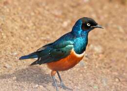 Image of Superb Starling