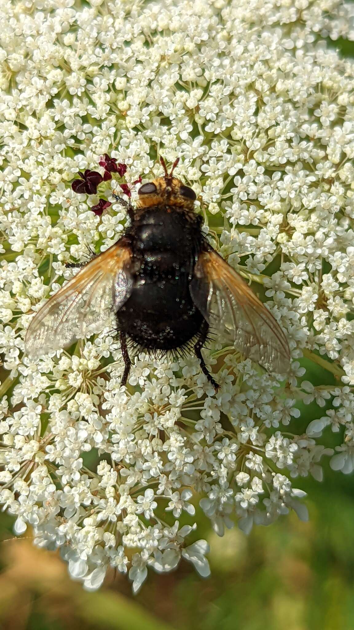 Image of giant tachinid fly