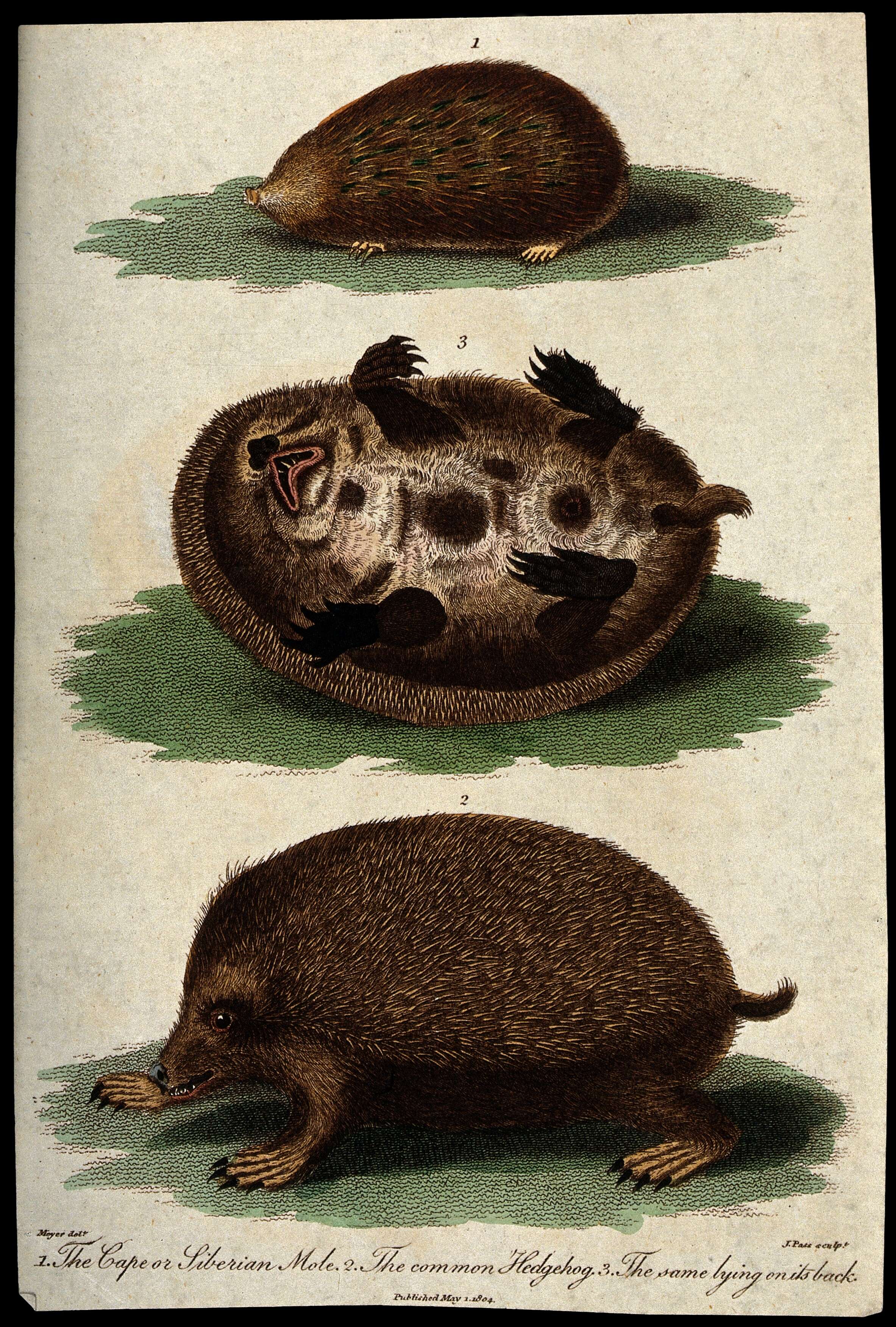 Image of Chrysochloris subgen. Chrysochloris Lacépède 1799