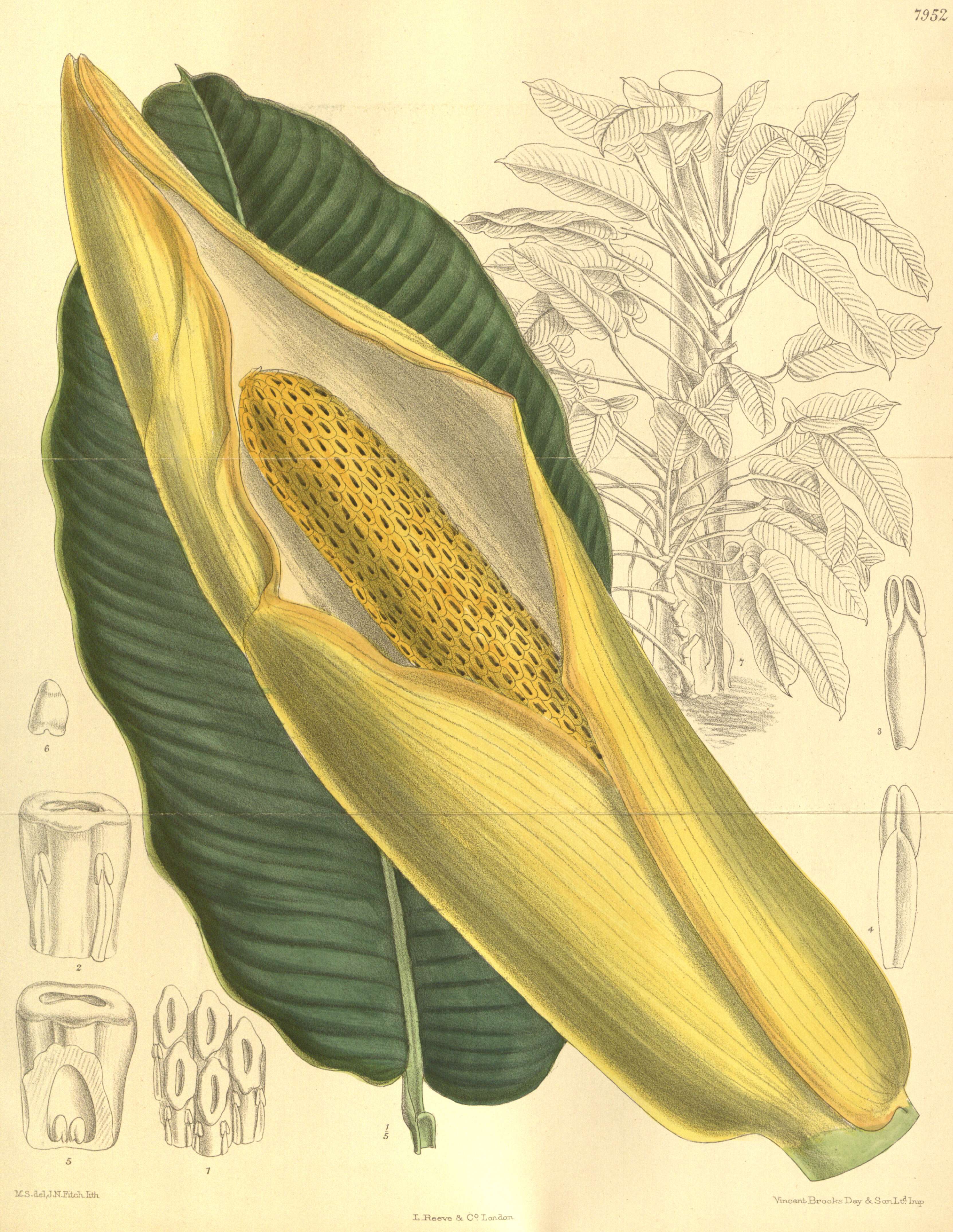 Image of Epipremnum giganteum (Roxb.) Schott