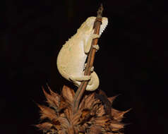 Image of Black-headed Dwarf Chameleon