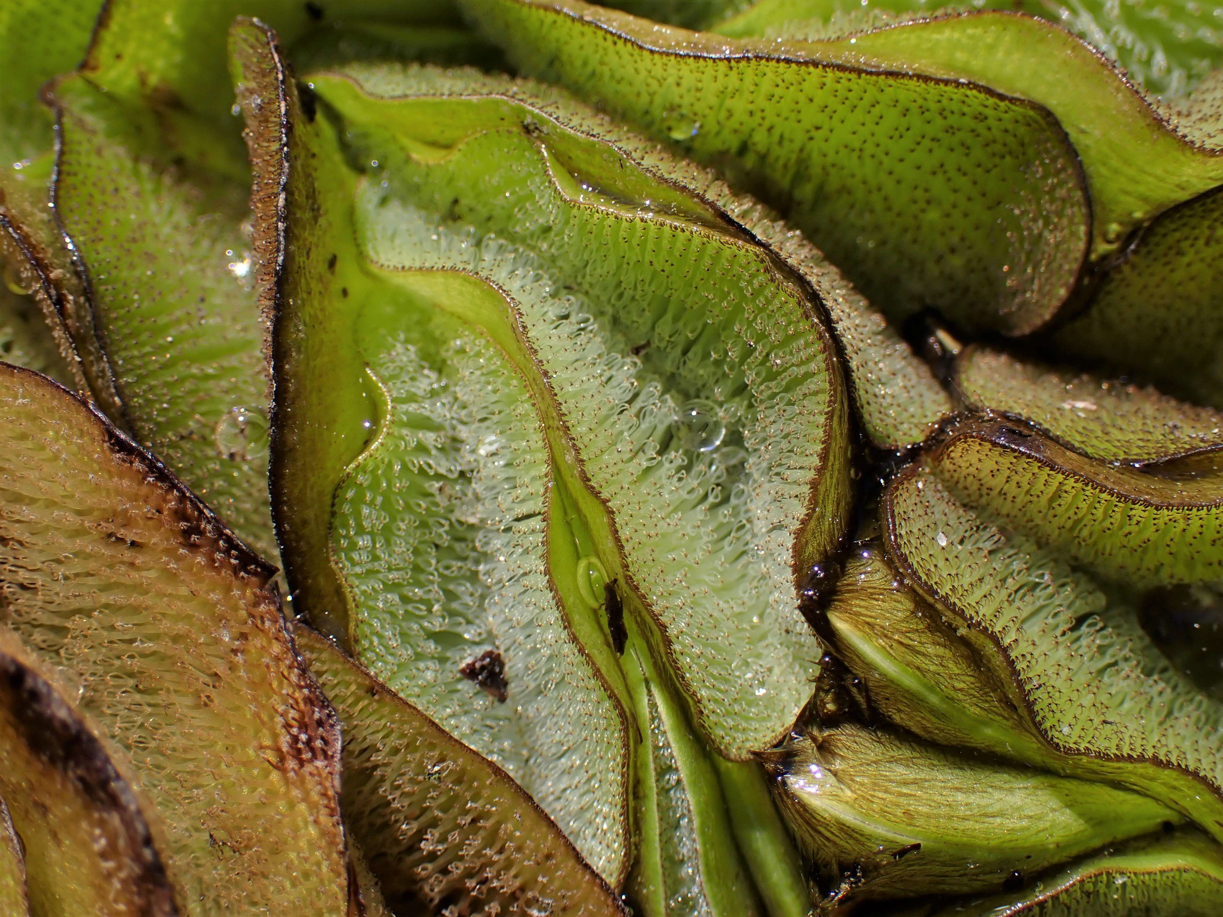 Image of Kariba-Weed