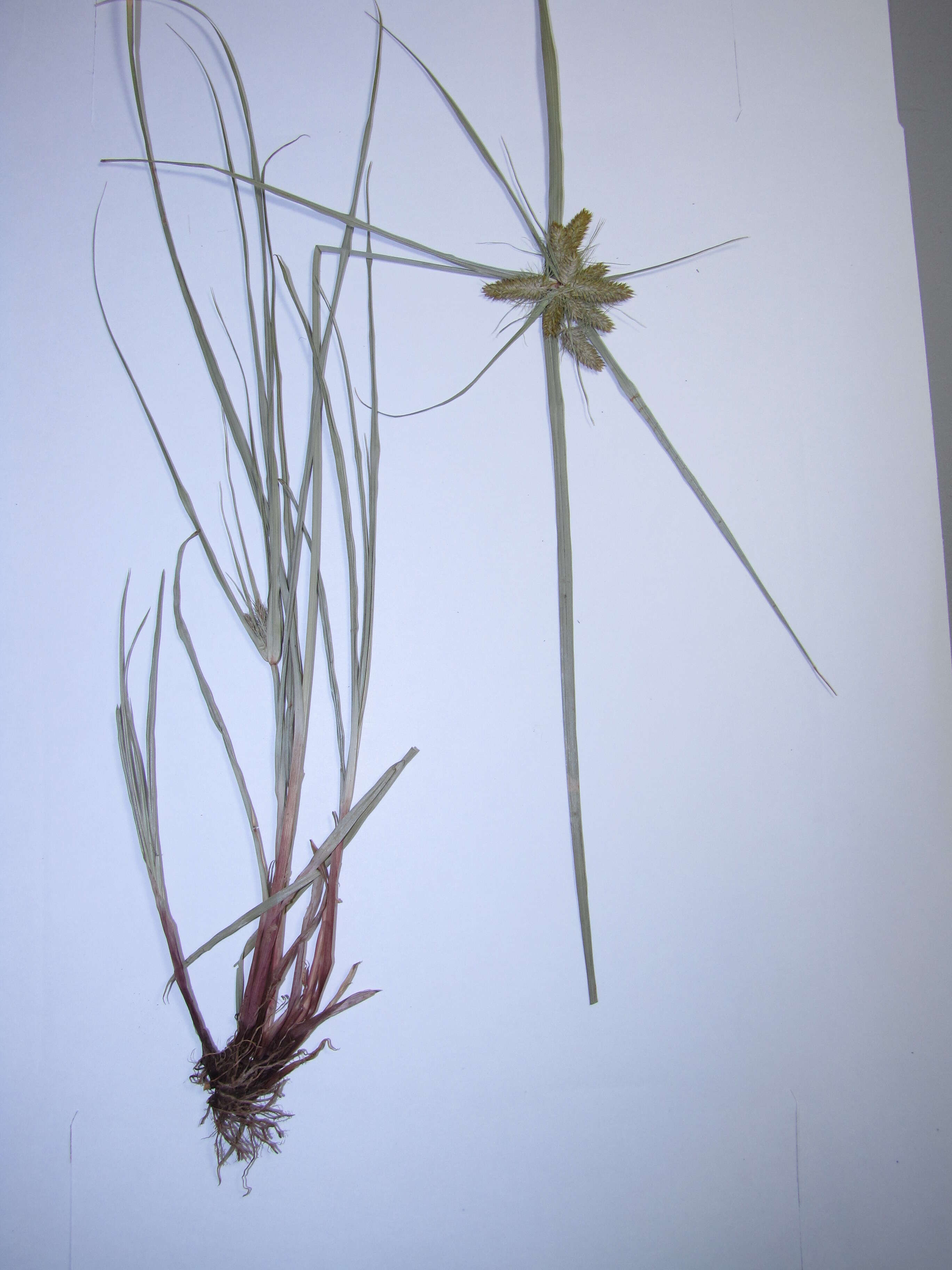 Слика од Cyperus aggregatus (Willd.) Endl.