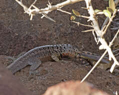 Image of Galapagos Lava Lizard