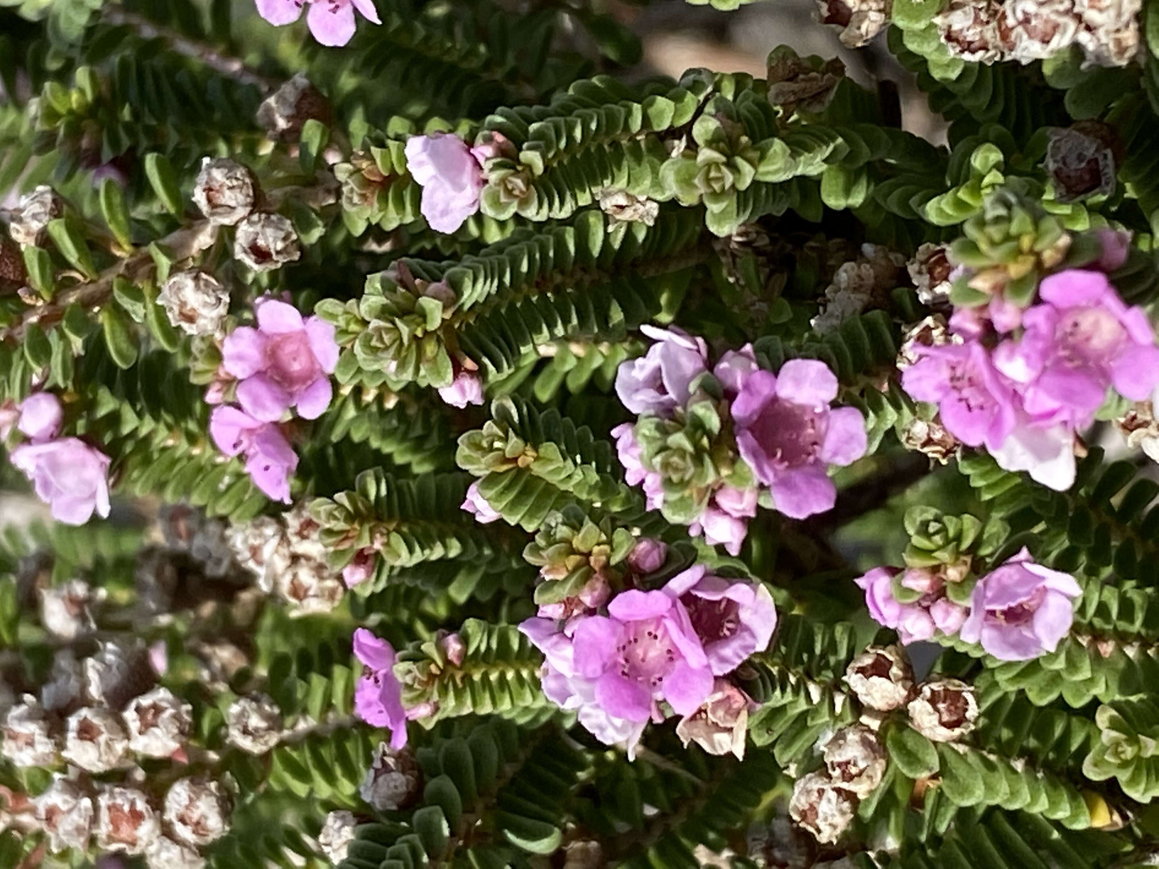 Thryptomene baeckeacea F. Müll.的圖片