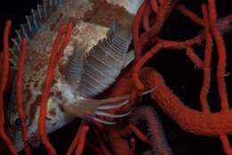 Image of Striped fish louse