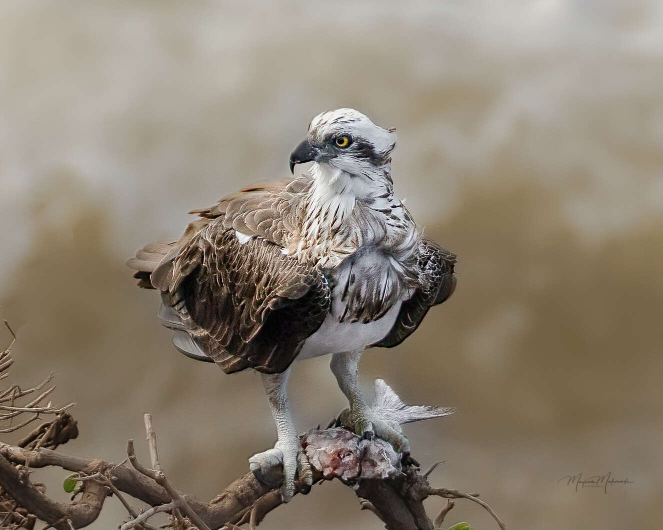 Image of Eastern Osprey