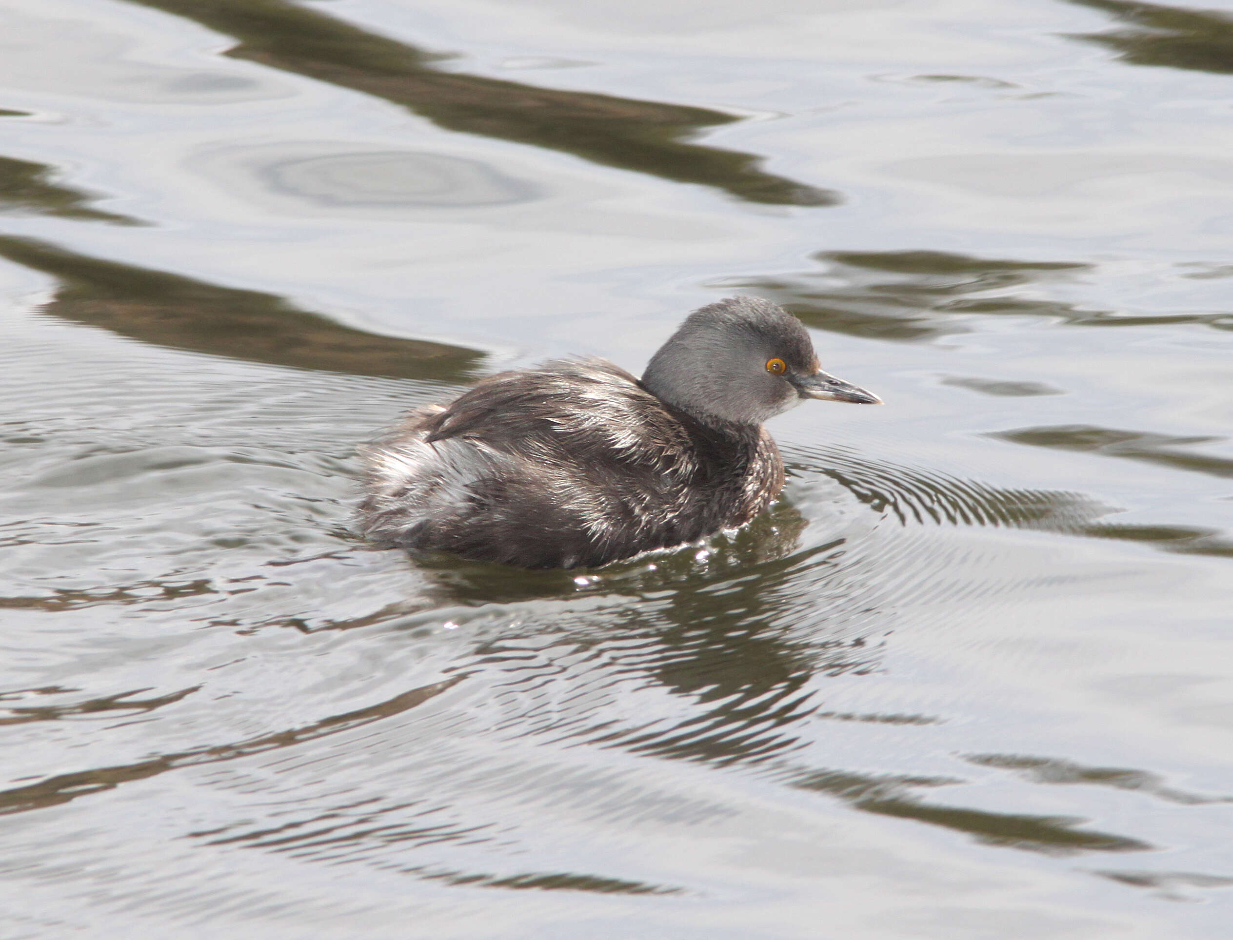 Image of Least Grebe