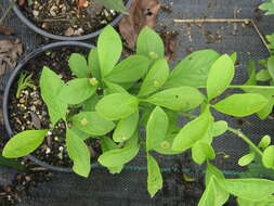 Image of running strawberry bush