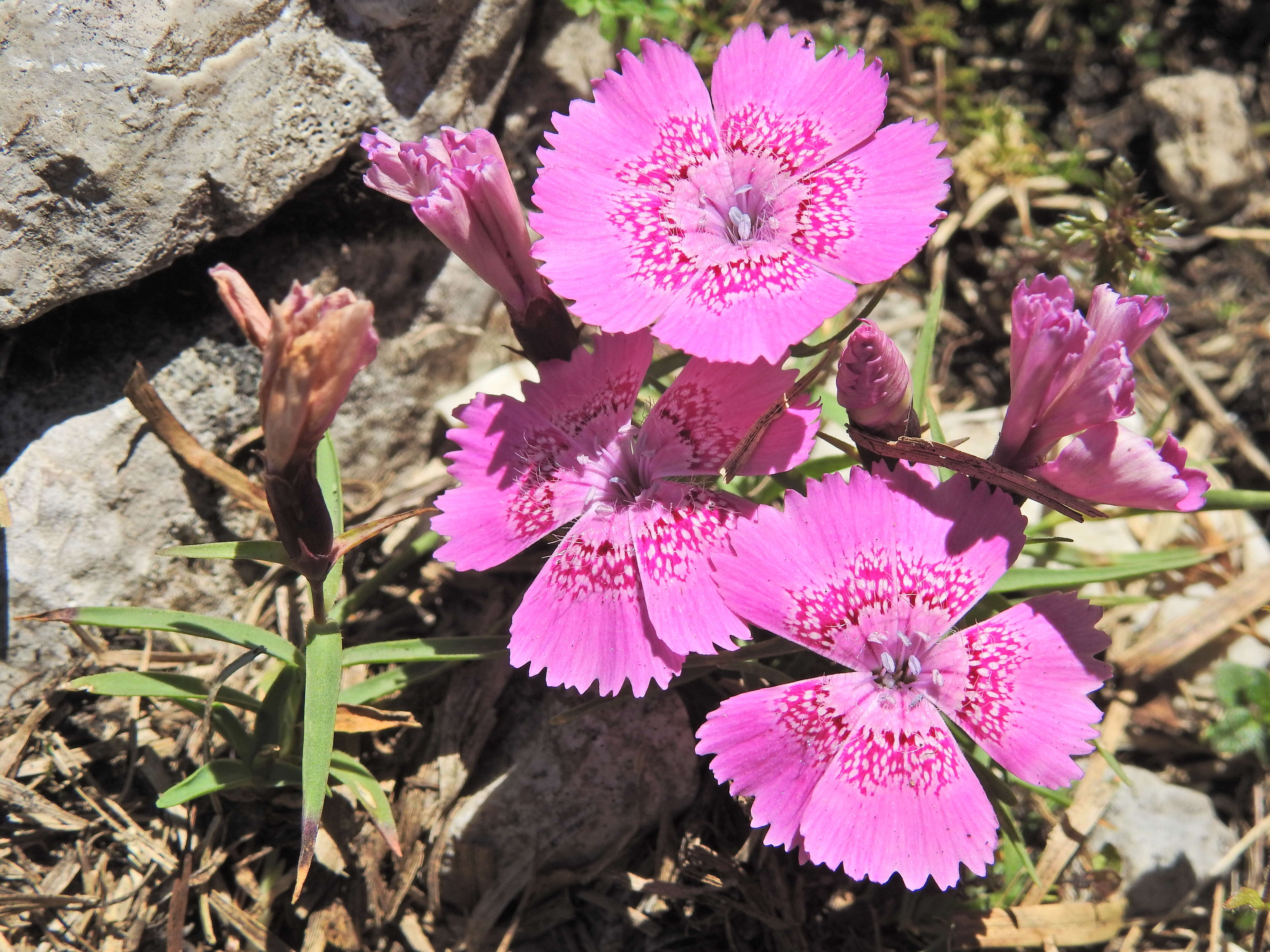 Image de Dianthus callizonus Schott & Kotschy