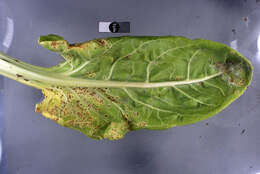 Image of Uromyces beticola (Bellynck) Boerema, Loer. & Hamers 1987