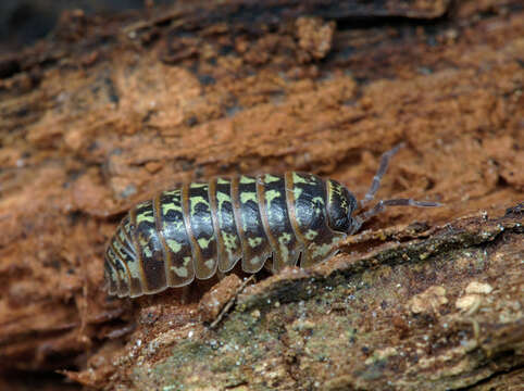 Image of Armadillidium pictum Brandt 1833