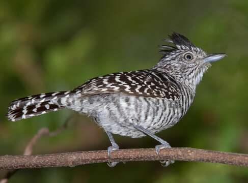 Image of Barred Antshrike