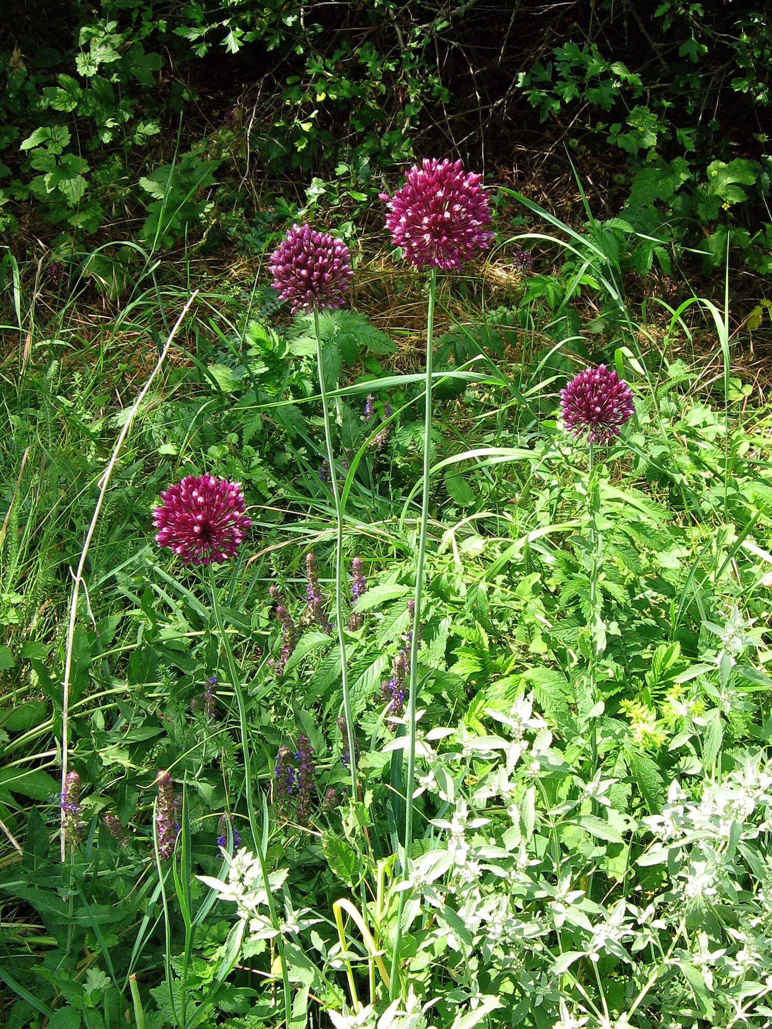 Image of sand leek