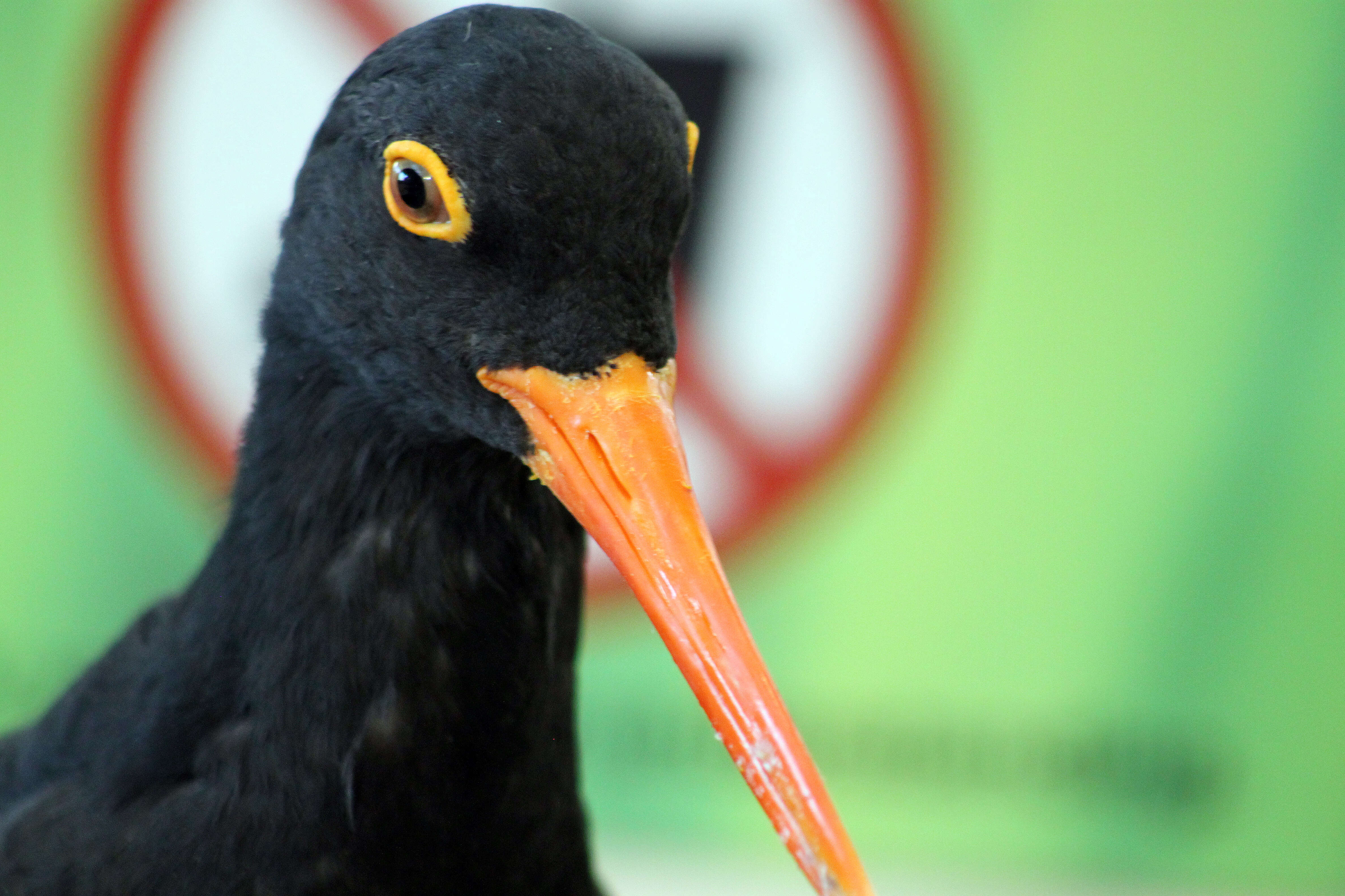 Image of African Black Oystercatcher