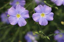 Imagem de Linum alpinum Jacq.