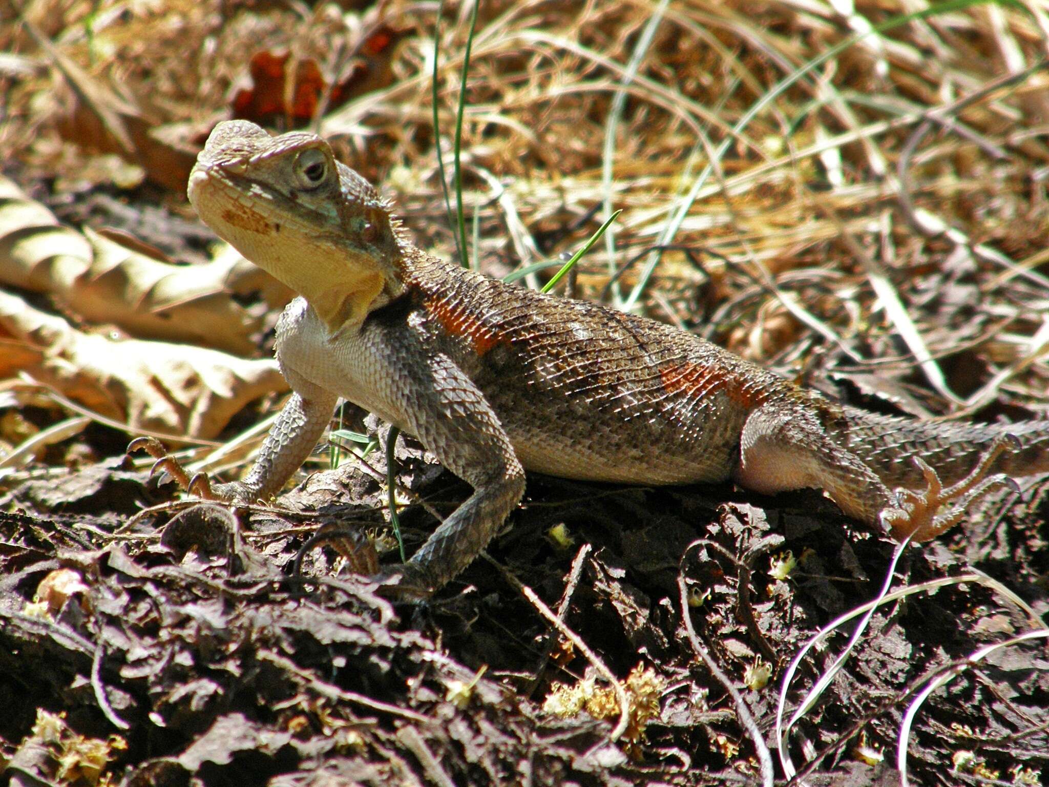 صورة Agama lionotus Boulenger 1896