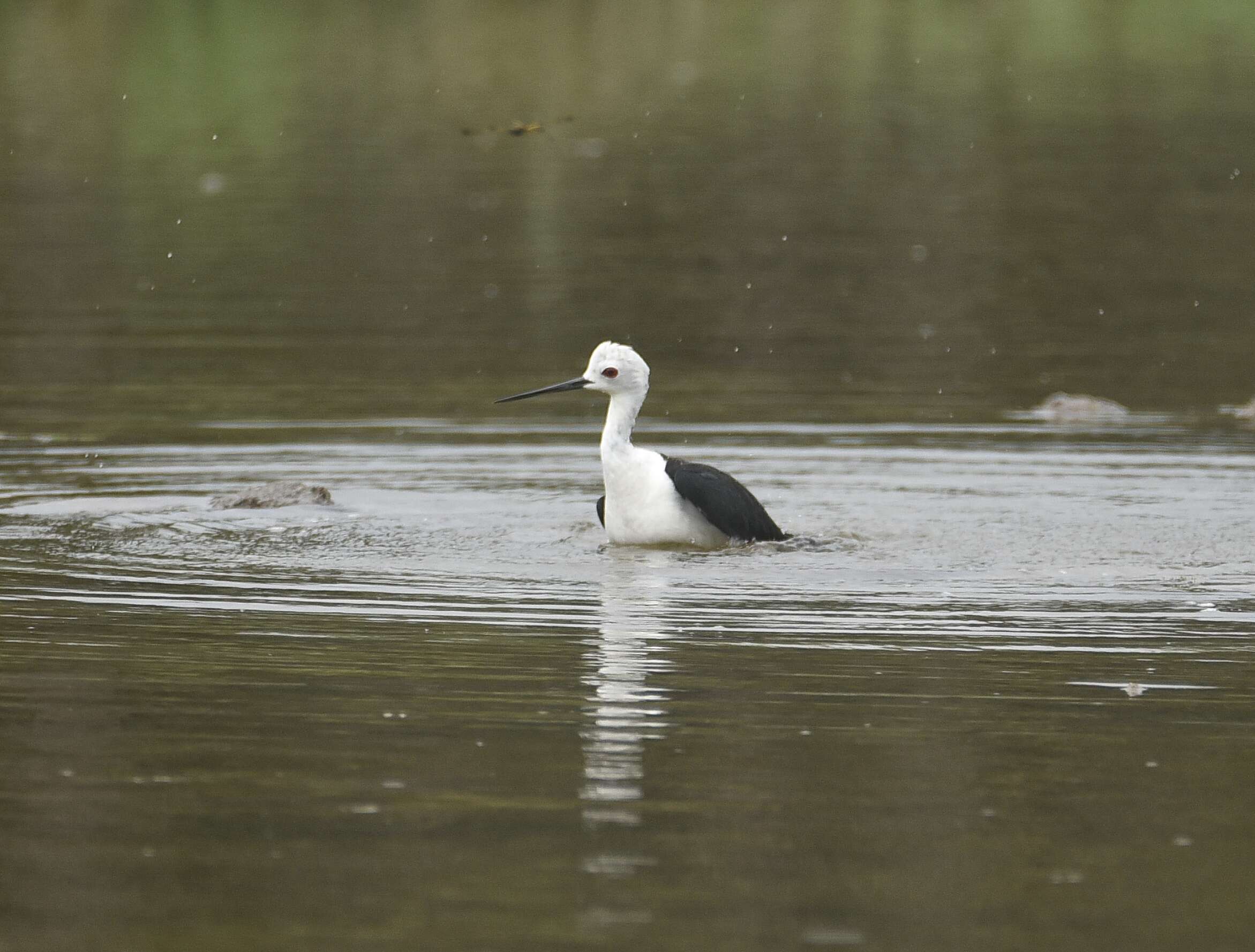 Image of Black-winged Stilt