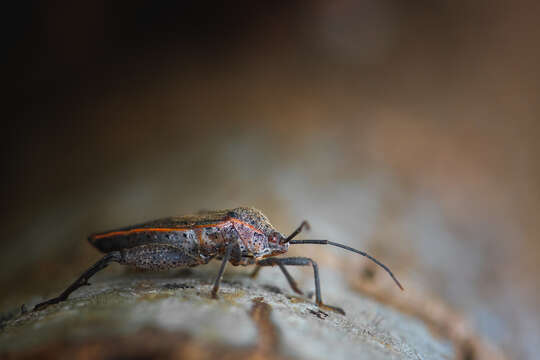 Image of Squash Bug