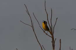 Geothlypis trichas (Linnaeus 1766) resmi