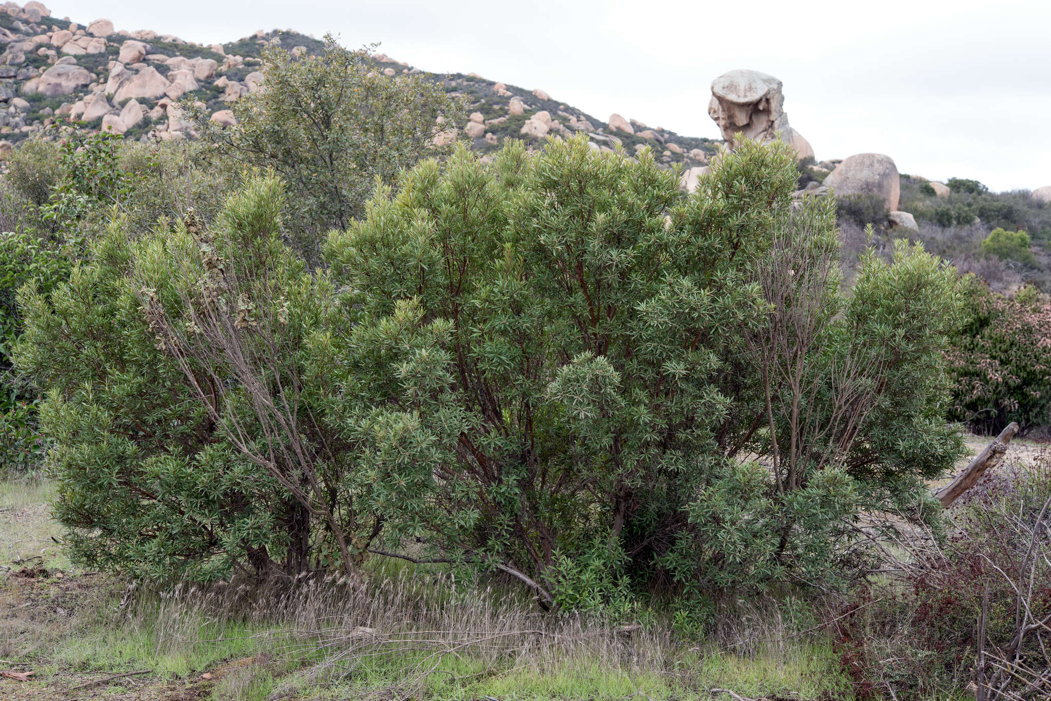 Image of ornithostaphylos