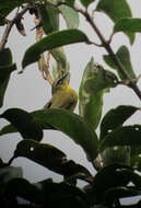 Image of Black-eared Hemispingus