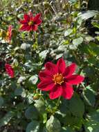 صورة Dahlia coccinea Cav.