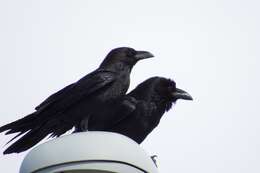 Image of Chihuahuan Raven