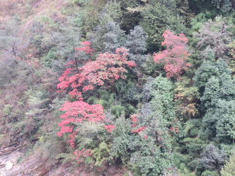 Image of Chinese sumac