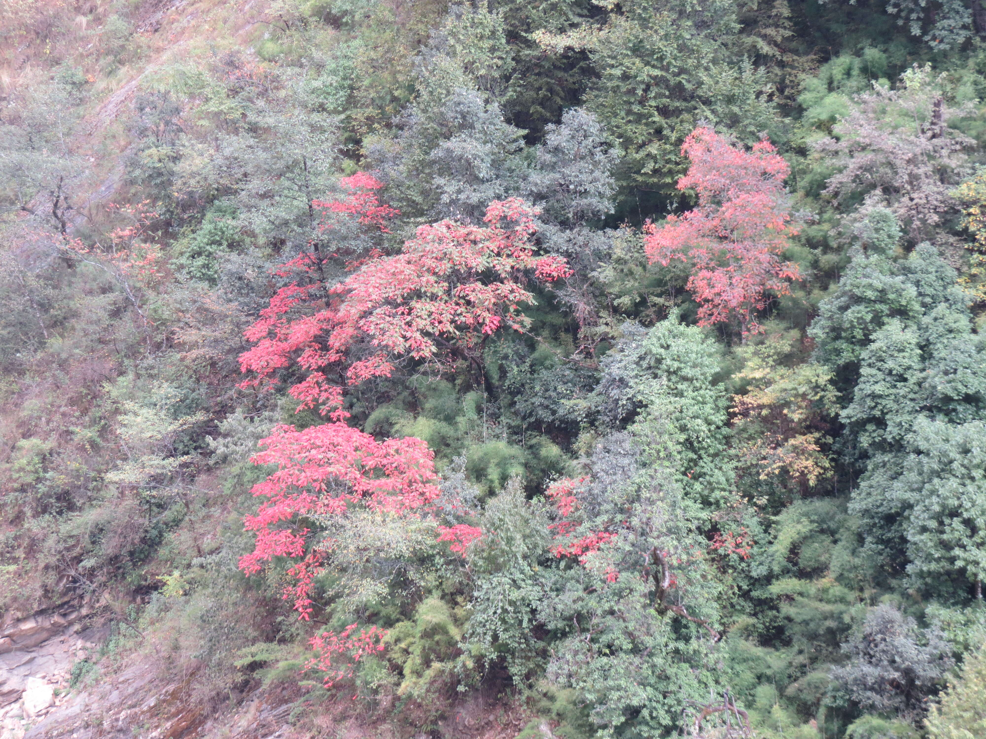 Sivun Rhus chinensis Mill. kuva