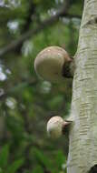 Image of birch polypore