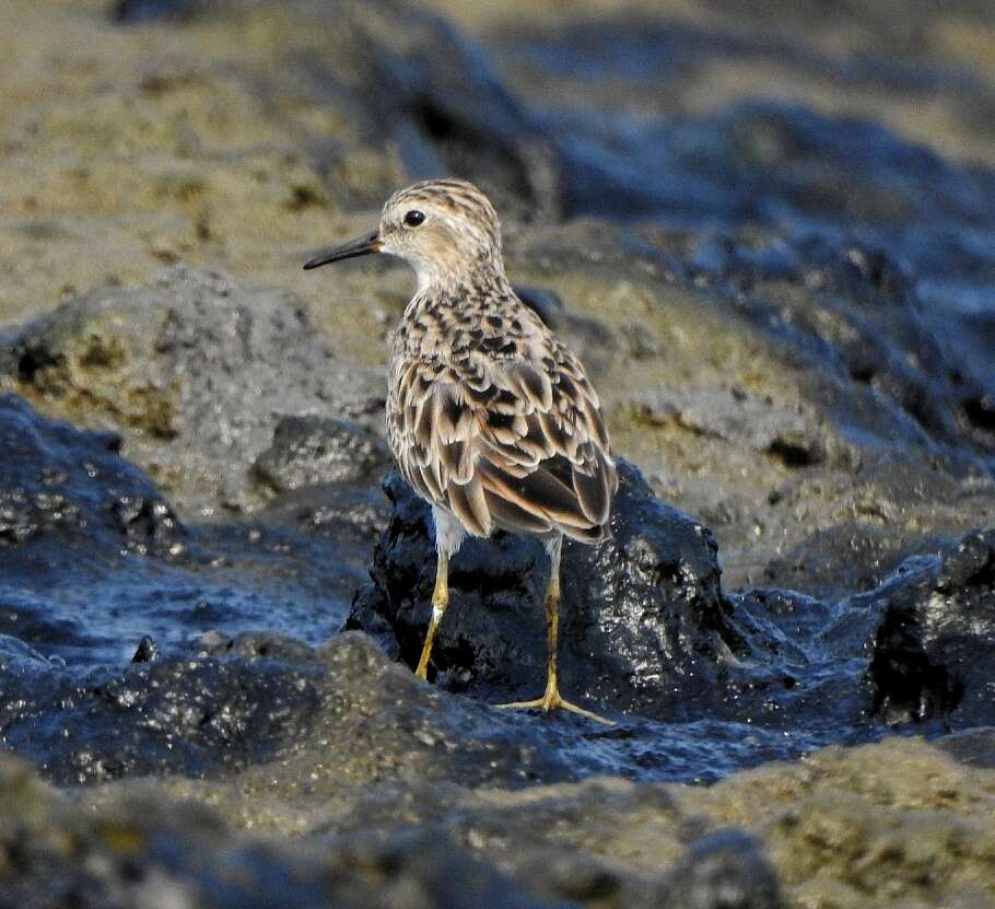 Image of Long-toed Stint