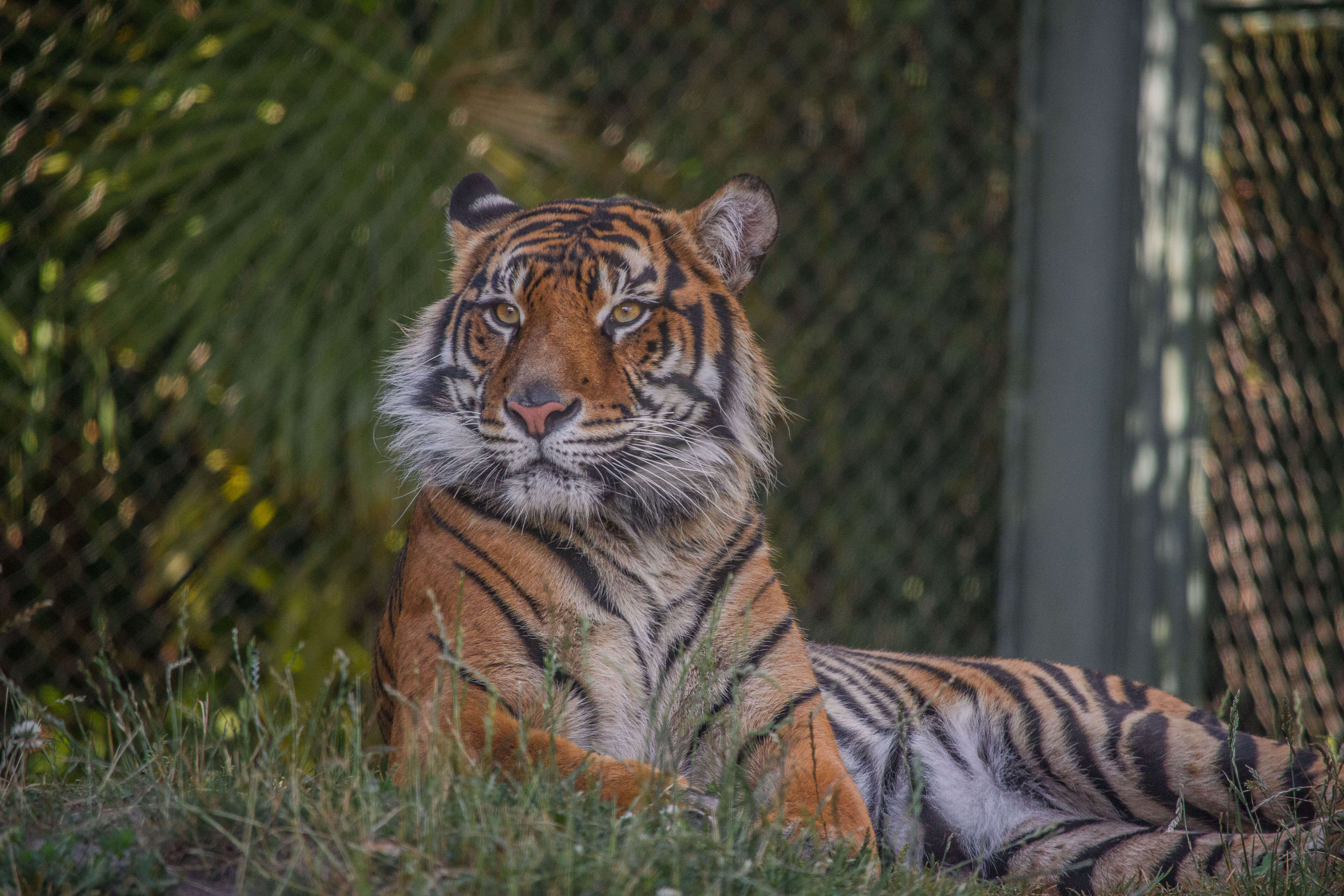 Image of Javan Tiger