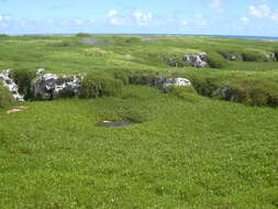 Image of shoreline seapurslane