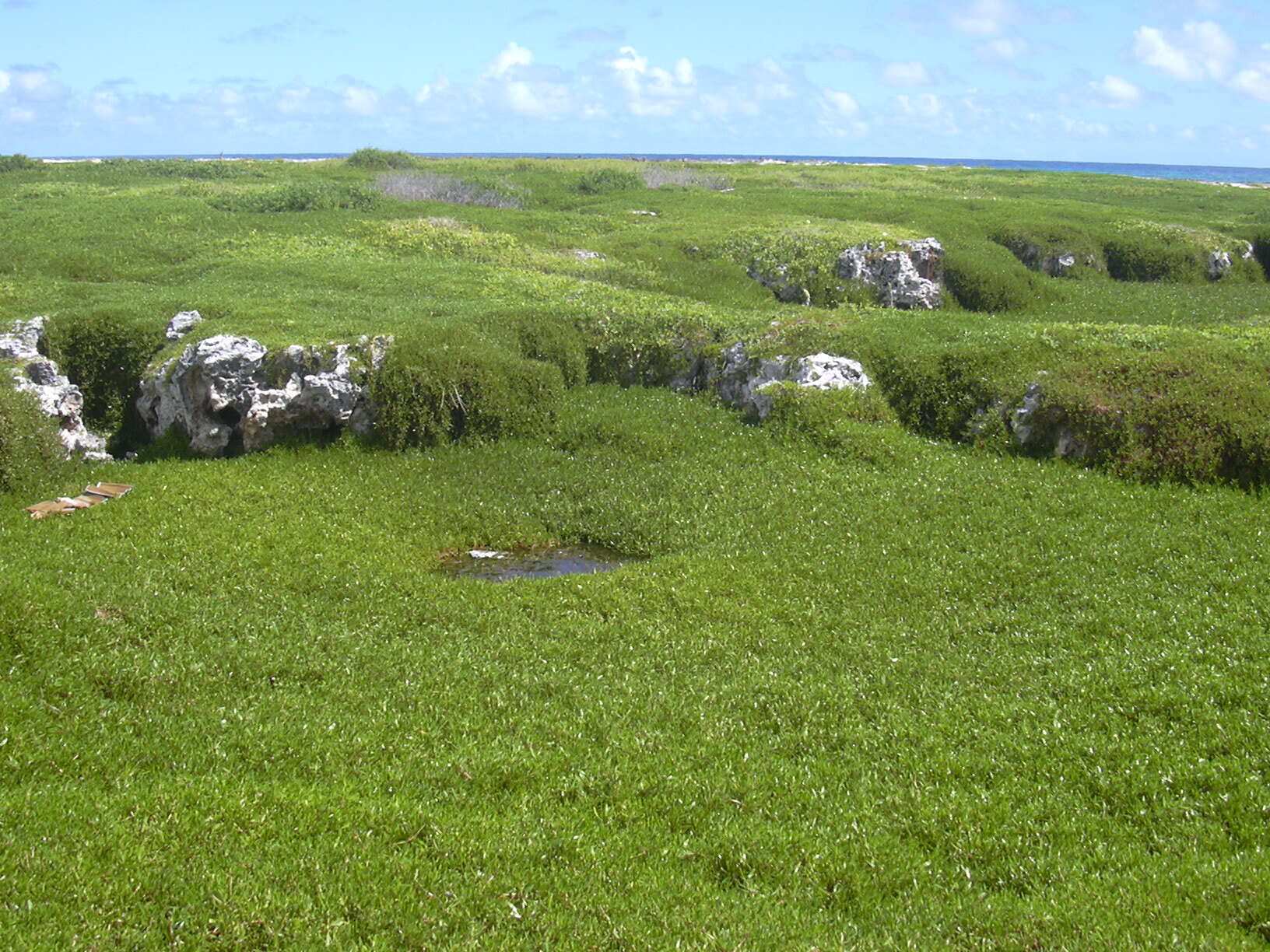 Image of shoreline seapurslane