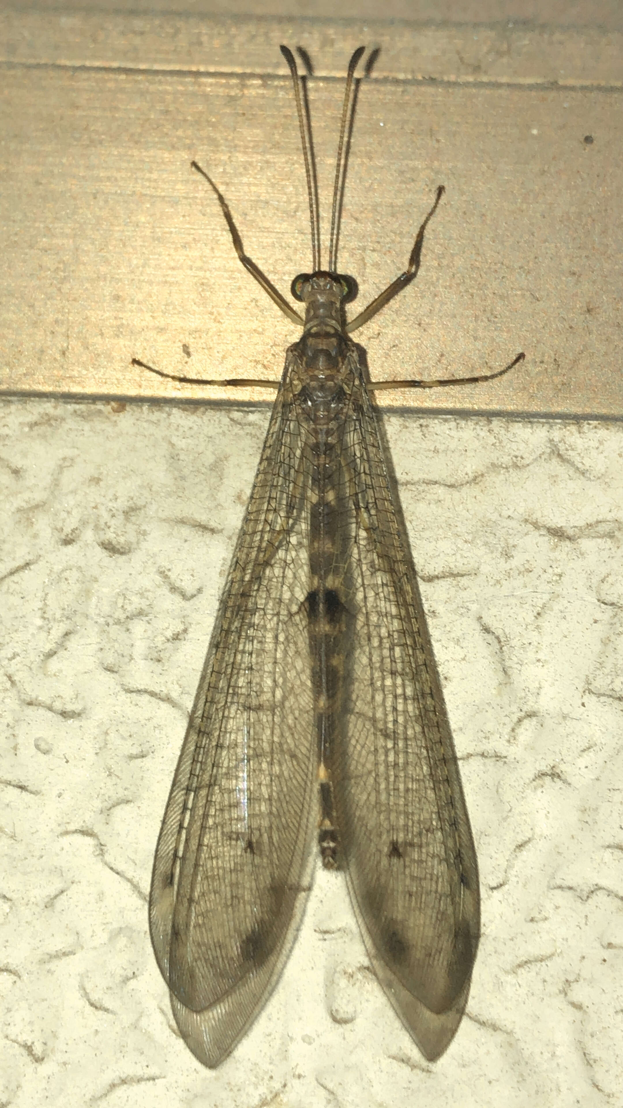 Image de Myrmeleontinae