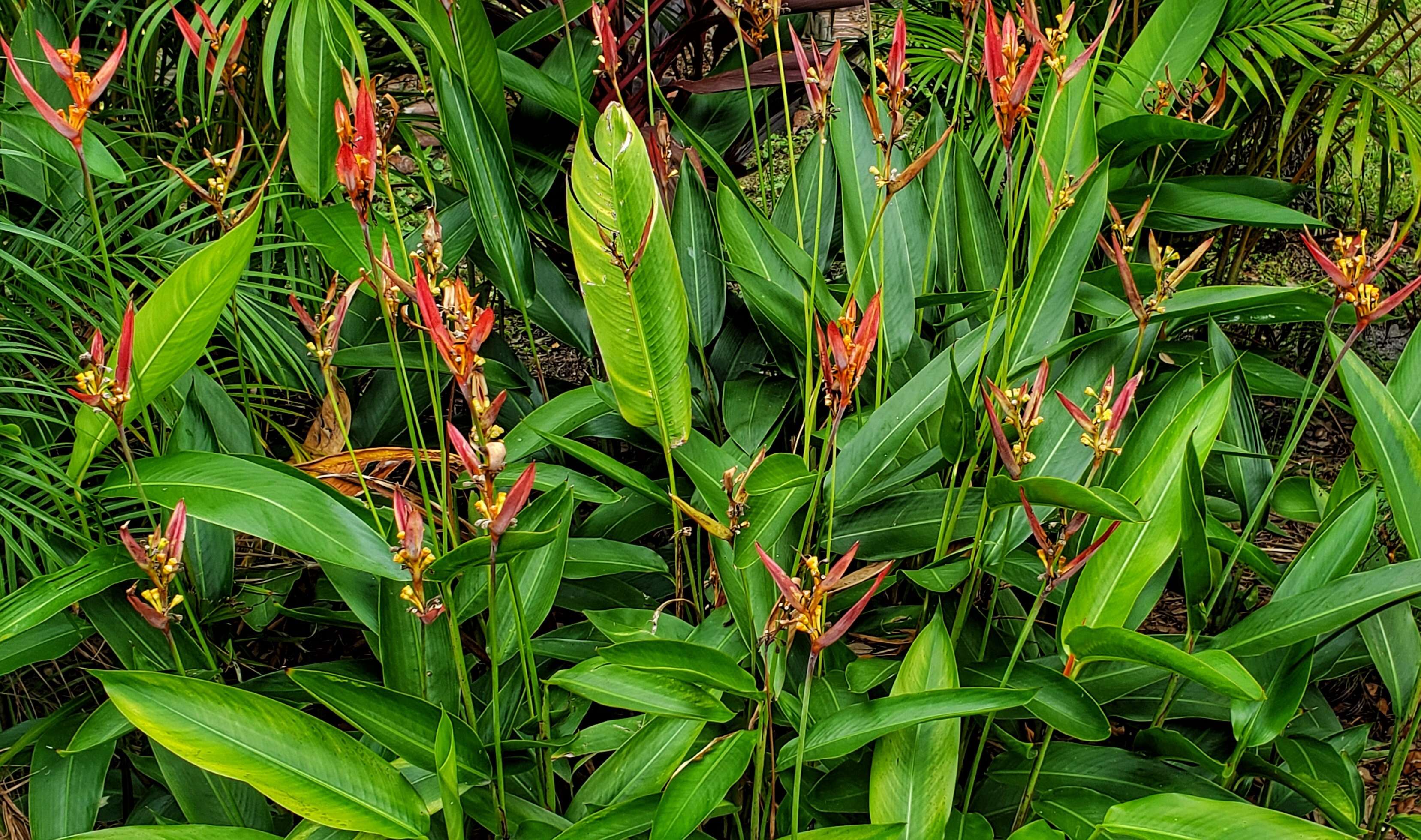 Image of lobster-claw family