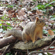 Image of Sciurus subgen. Sciurus Linnaeus 1758