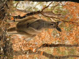 Macropus fuliginosus (Desmarest 1817) resmi