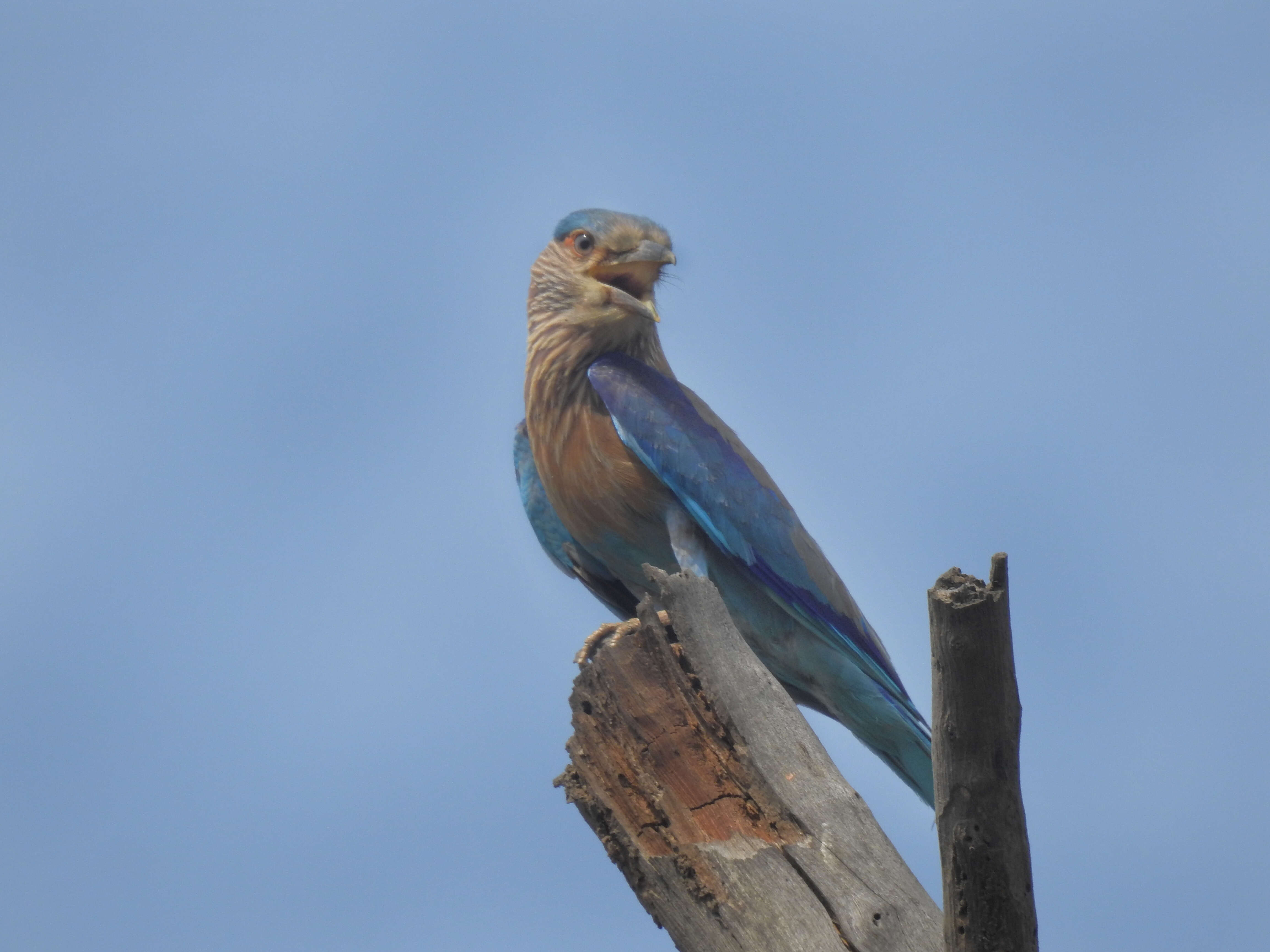 Imagem de Coracias benghalensis (Linnaeus 1758)