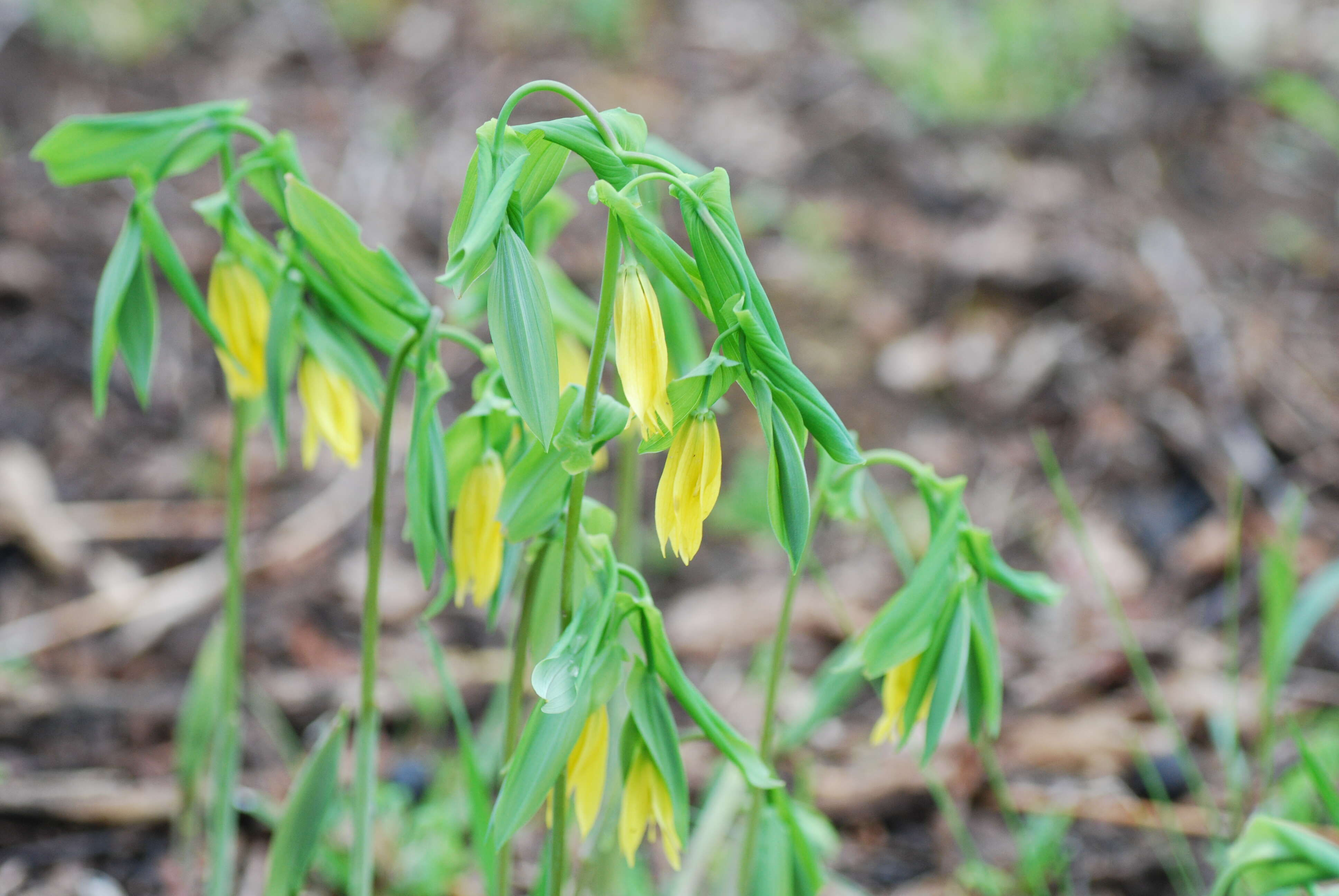 Image of largeflower bellwort