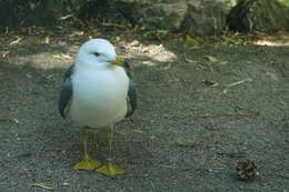 Plancia ëd Larus crassirostris Vieillot 1818