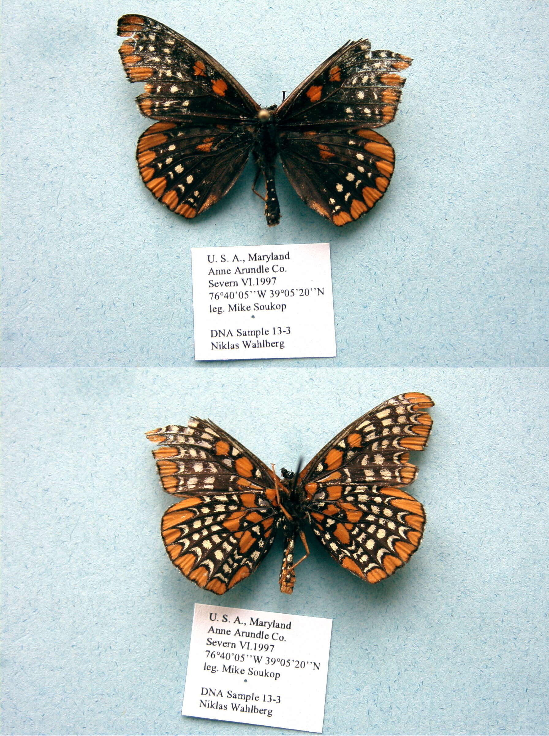 Euphydryas phaeton Drury 1767的圖片