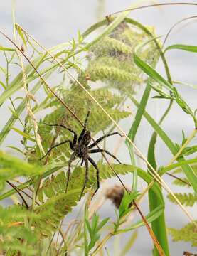 Image of Dolomedes tenebrosus Hentz 1844