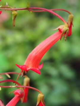 Image of Cape-fuchsia