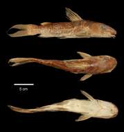 Image of Golden Nile Catfish