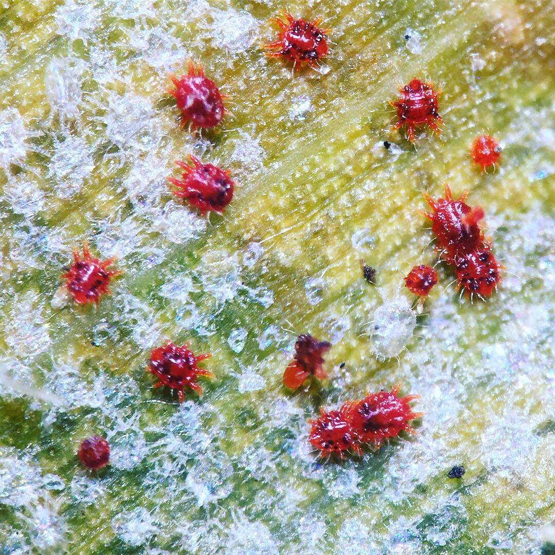 Image of Red palm mite
