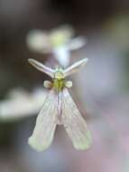 Image of Kidneyleaf twayblade