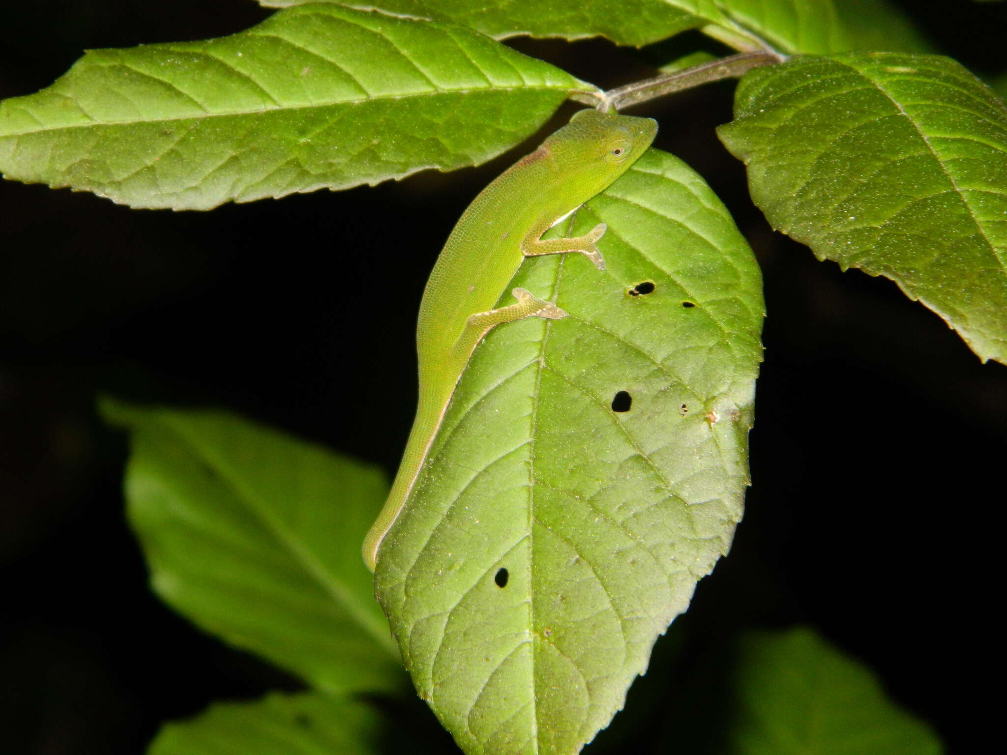 Plancia ëd Calumma gastrotaenia (Boulenger 1888)